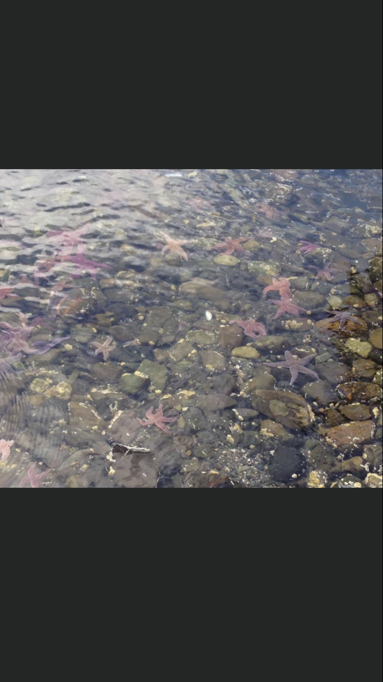 Bar Harbor, Maine - starfish 